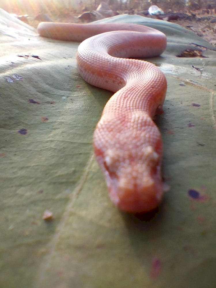 धरमजयगढ़ के प्रेमनगर कॉलोनी में दिखा दुर्लभ एलबिनो पिंक सैंड बोआ