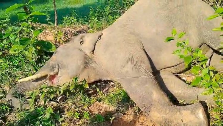 हाथी की मौत से बढ़ी चिंता, एक माह से क्षेत्र में सक्रिय है हाथियों का झुंड
